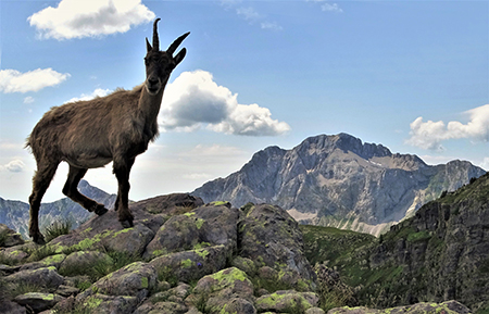 Grande anello LAGHI GEMELLI e DELLA PAURA, con Cima di Mezzeno e Pizzo Camilla, dalla conca di Mezzeno il 14 luglio 2019 - FOTOGALLERY